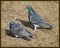 Pigeons