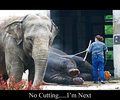 No Cutting