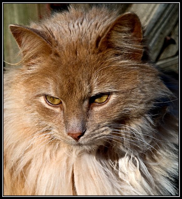 The Barn Cat