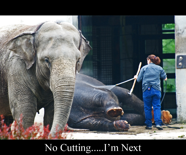 No Cutting