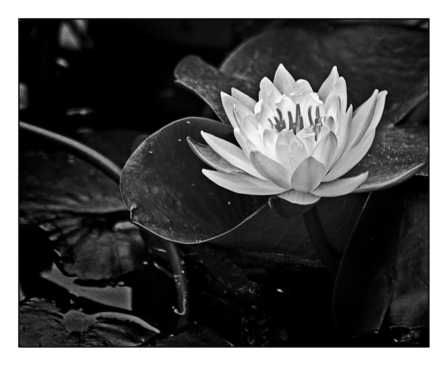 Day 17 - Lily