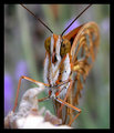 DSCN0610-101bis1.jpg