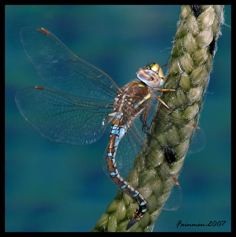 Libelula