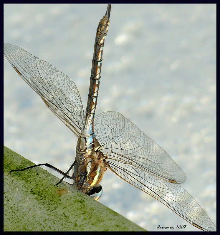 Dragonfly
