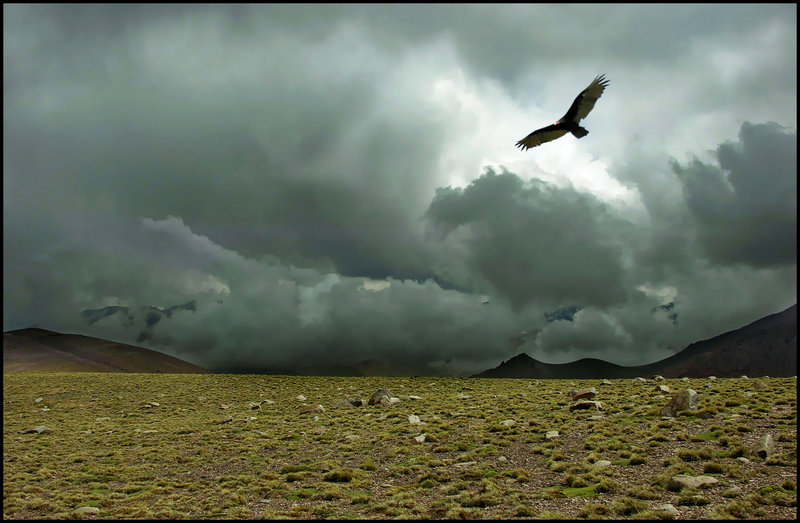 Condor II