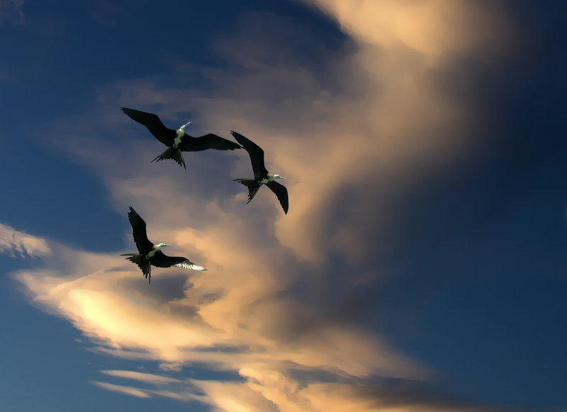 Volando