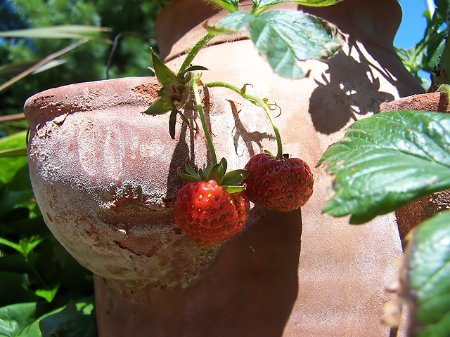 Strawberry