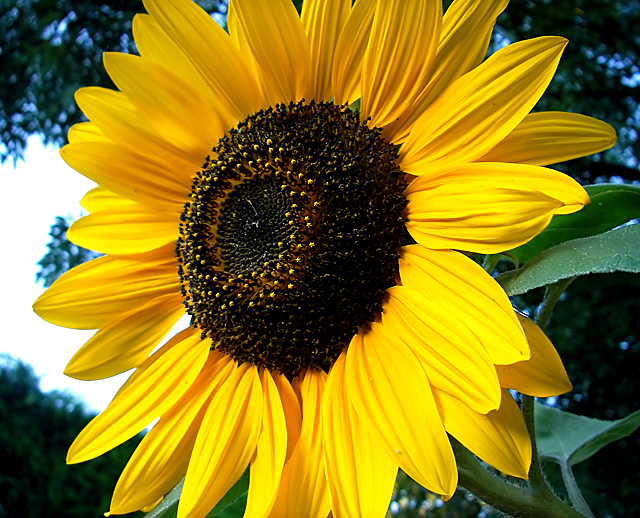Sunflower