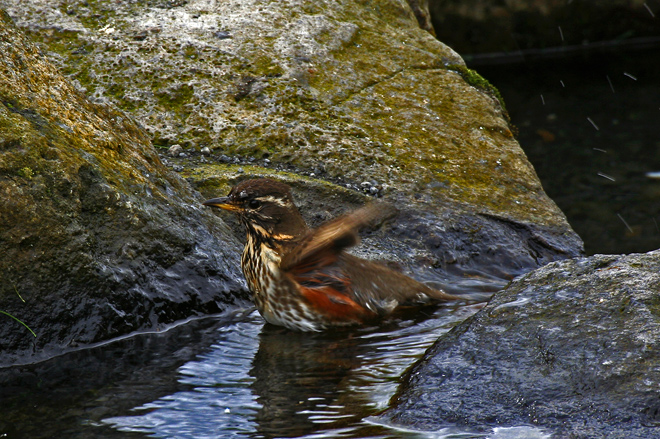 Bird02.jpg