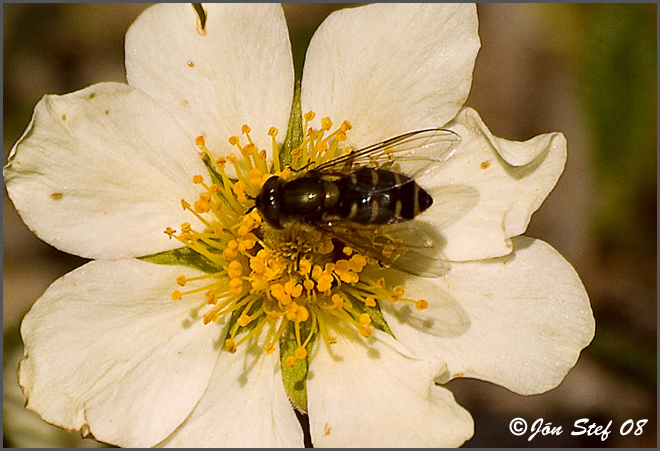 Flower13.jpg