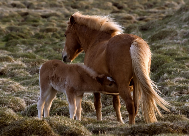 Horses01.jpg