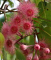 Sugar Gum