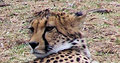 Cheetah huh?