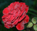 Water Droplet Rose.jpg