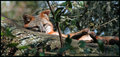 Fox Sleeping.jpg