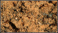 Ants and Ant Bed 003.jpg