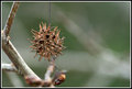 Prickly Thing 045.jpg