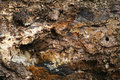 Textures Old Log 108.jpg