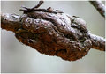 Growth On Tree 120.jpg