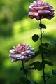 Pink Roses.jpg