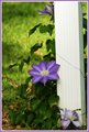Flower on pole.jpg