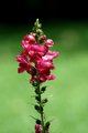 Walkabout Flowers 139.jpg