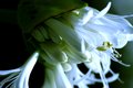 Walkabout Flowers 064.jpg