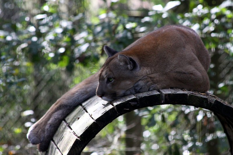 Other panther.jpg