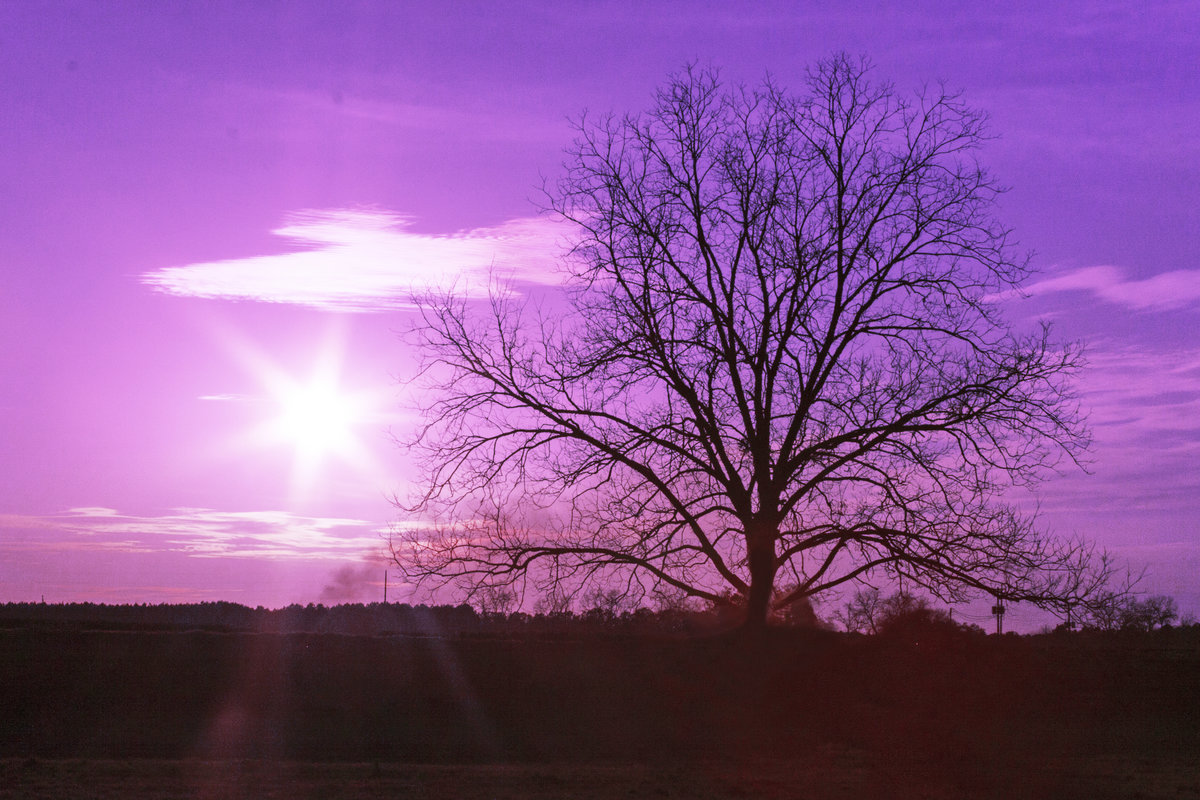 Sun on the side of Tree