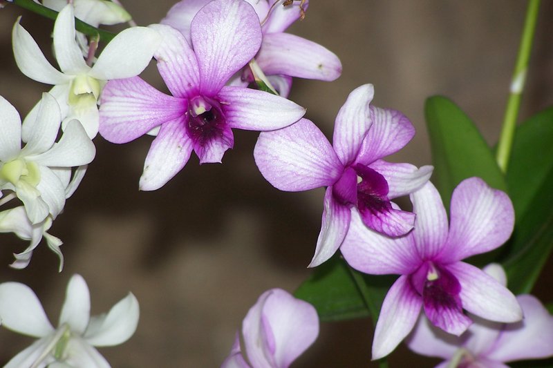 "Plumeria"