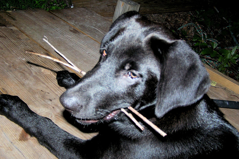 Beauty labrador