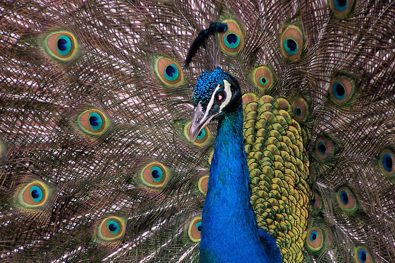 Peacock