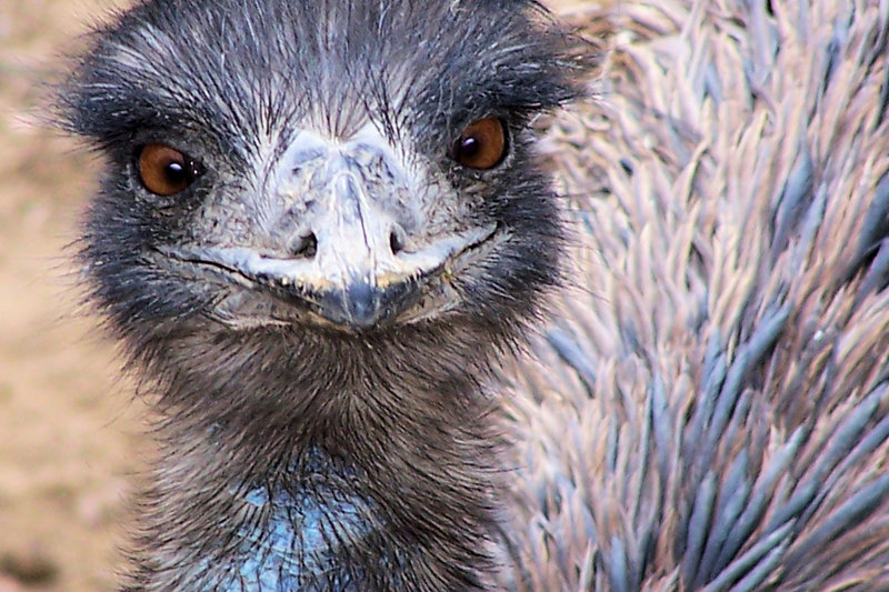 Ostrich say what?