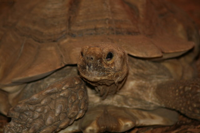 Slow Poke