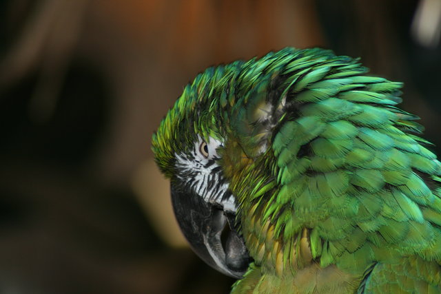 Sleepy Parrot