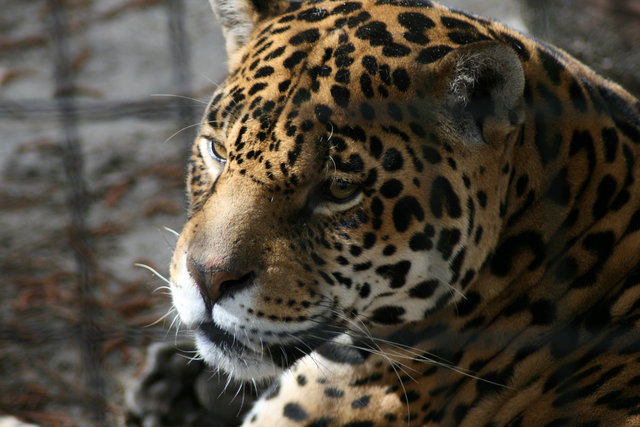 Beautiful Cat
