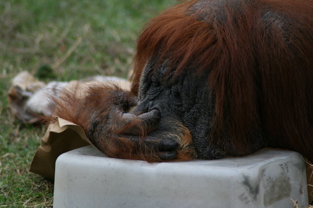 Nose Picker