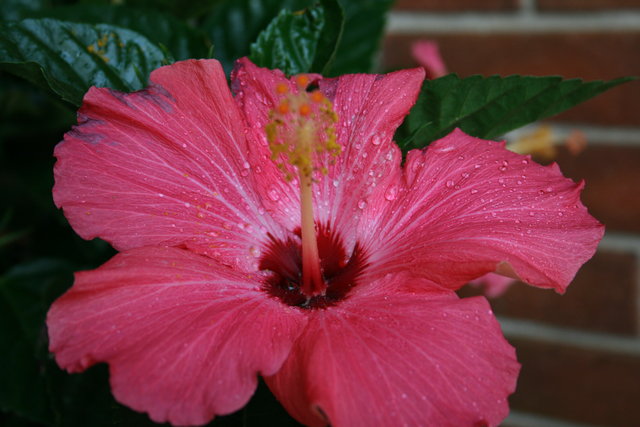 Flowers in May 022.jpg
