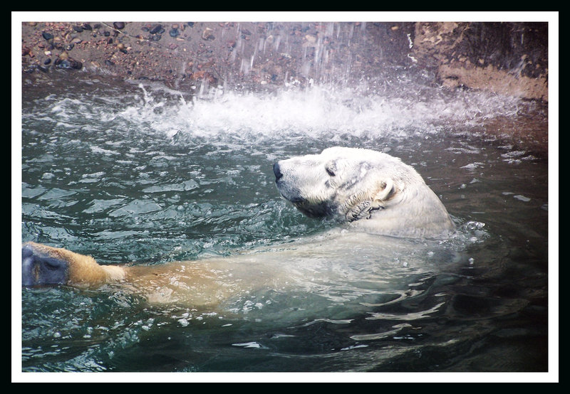 Polar Bear Swimming.jpg