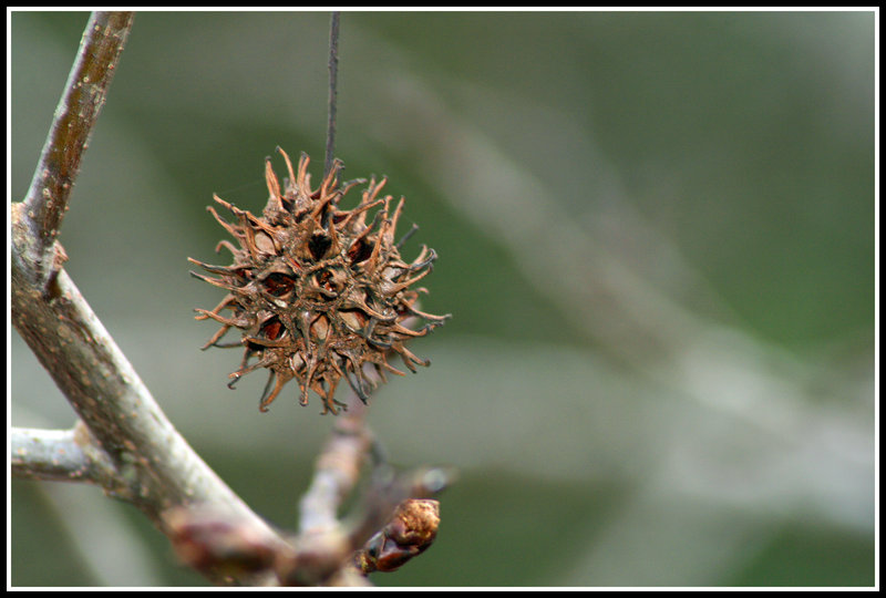 Prickly Thing 045.jpg