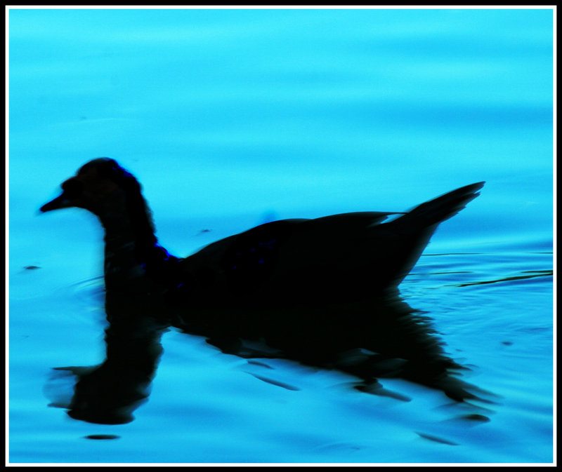 Sillhouette of a duck.jpg