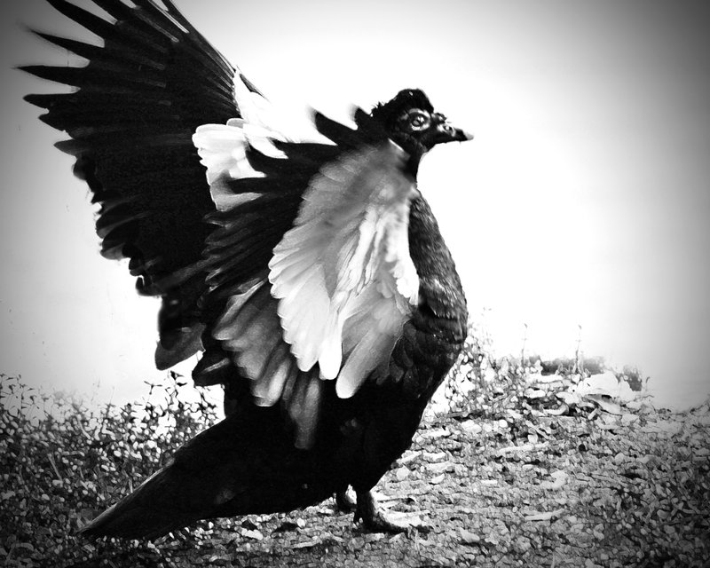 Duck with wings bw.jpg