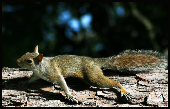 Squirl-on-tree-cropped.jpg
