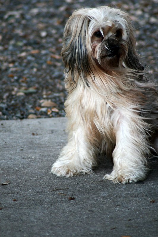 Dog.jpg