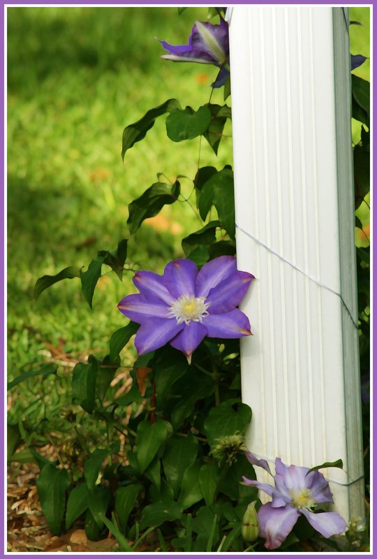 Flower on pole.jpg