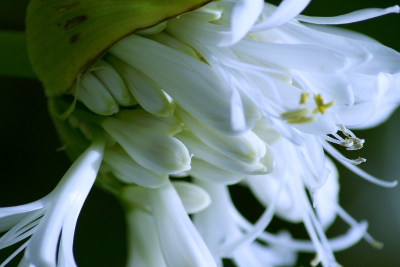 Walkabout Flowers 066.jpg