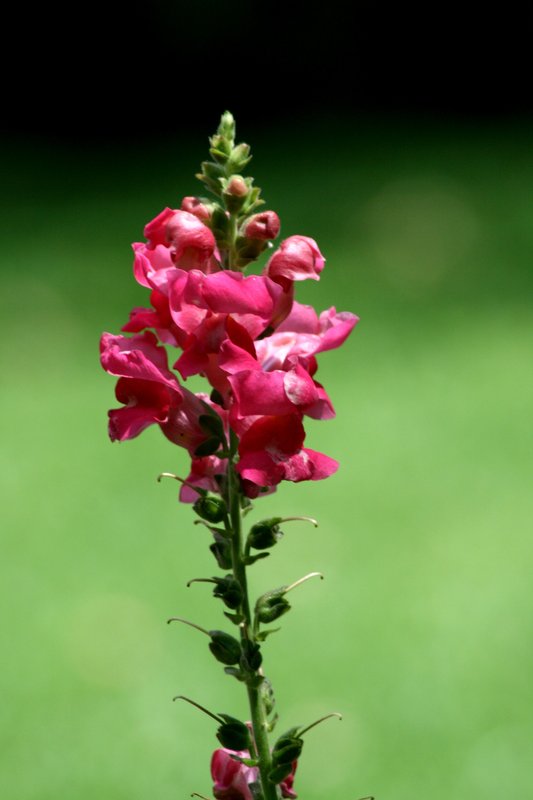Walkabout Flowers 139.jpg