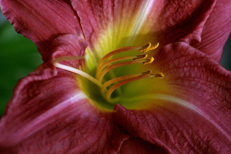 Walkabout Flowers 077.jpg