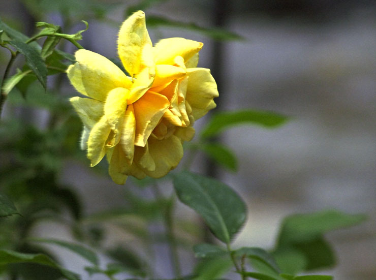 Yellow-Flower.jpg