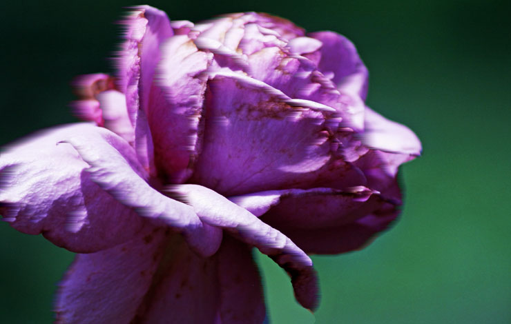 Pink-Rose.jpg